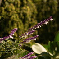 lavender-rehab-cape-town lavender-rehab-cape-town