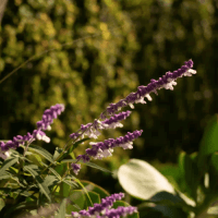 lavender-rehab-cape-town lavender-rehab-cape-town